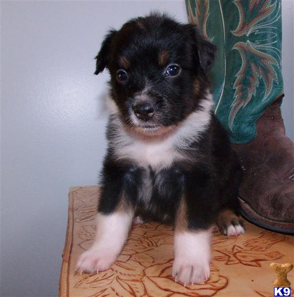 Australian Shepherd Mix Puppies For Sale In Texas