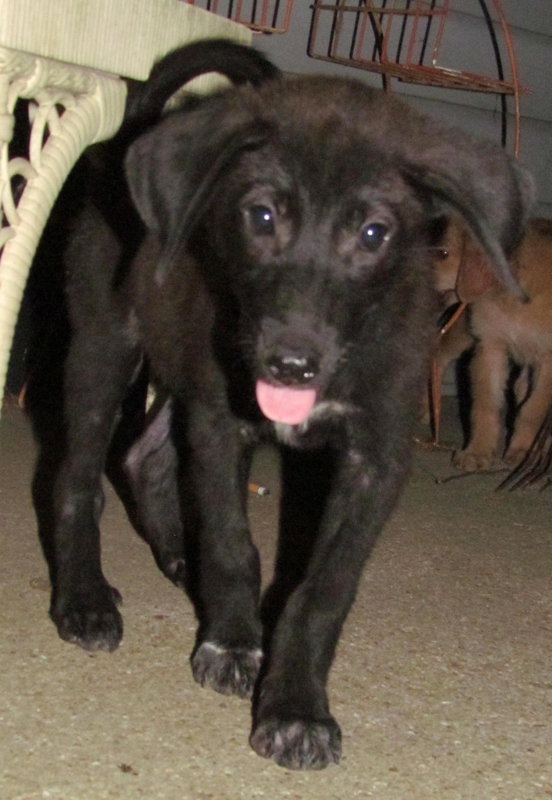 Australian Shepherd Mix Puppies For Sale In Texas