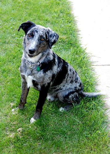 Australian Shepherd Mix With Lab