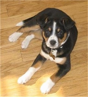 Australian Shepherd Mix With Lab