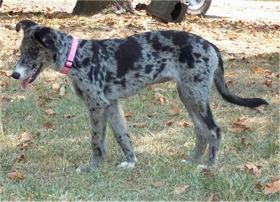 Australian Shepherd Mix With Lab