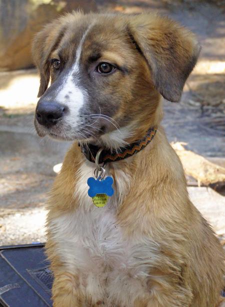 Australian Shepherd Mix With Lab