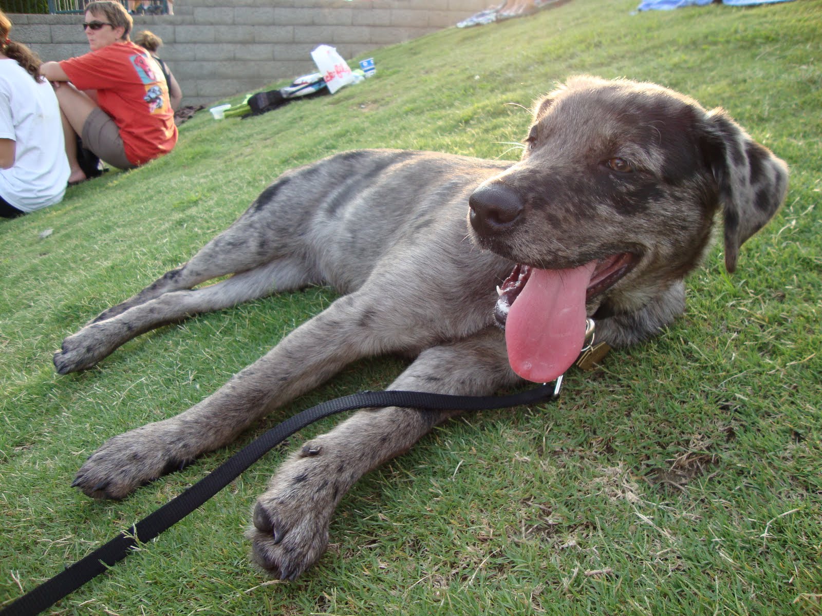 Australian Shepherd Mix With Lab