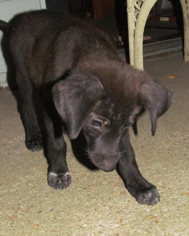 Australian Shepherd Mix With Lab