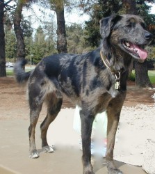 Australian Shepherd Mix With Lab