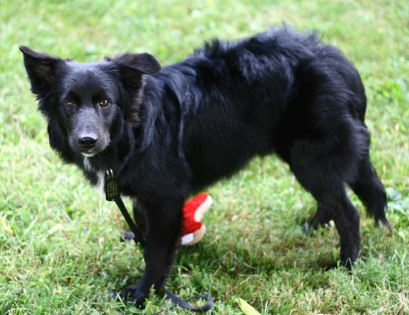 Australian Shepherd Mix With Lab