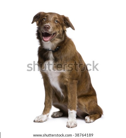 Australian Shepherd Mixed With Golden Retriever