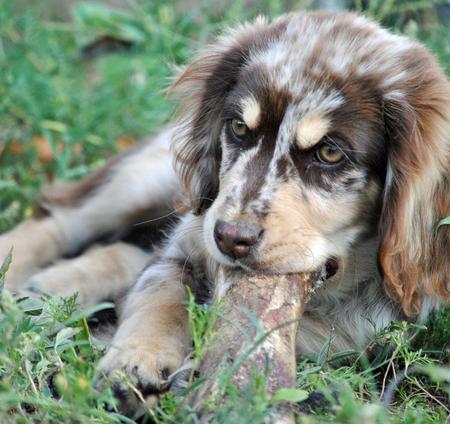 Australian Shepherd Mixed With Golden Retriever