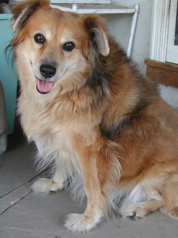 Australian Shepherd Mixed With Golden Retriever