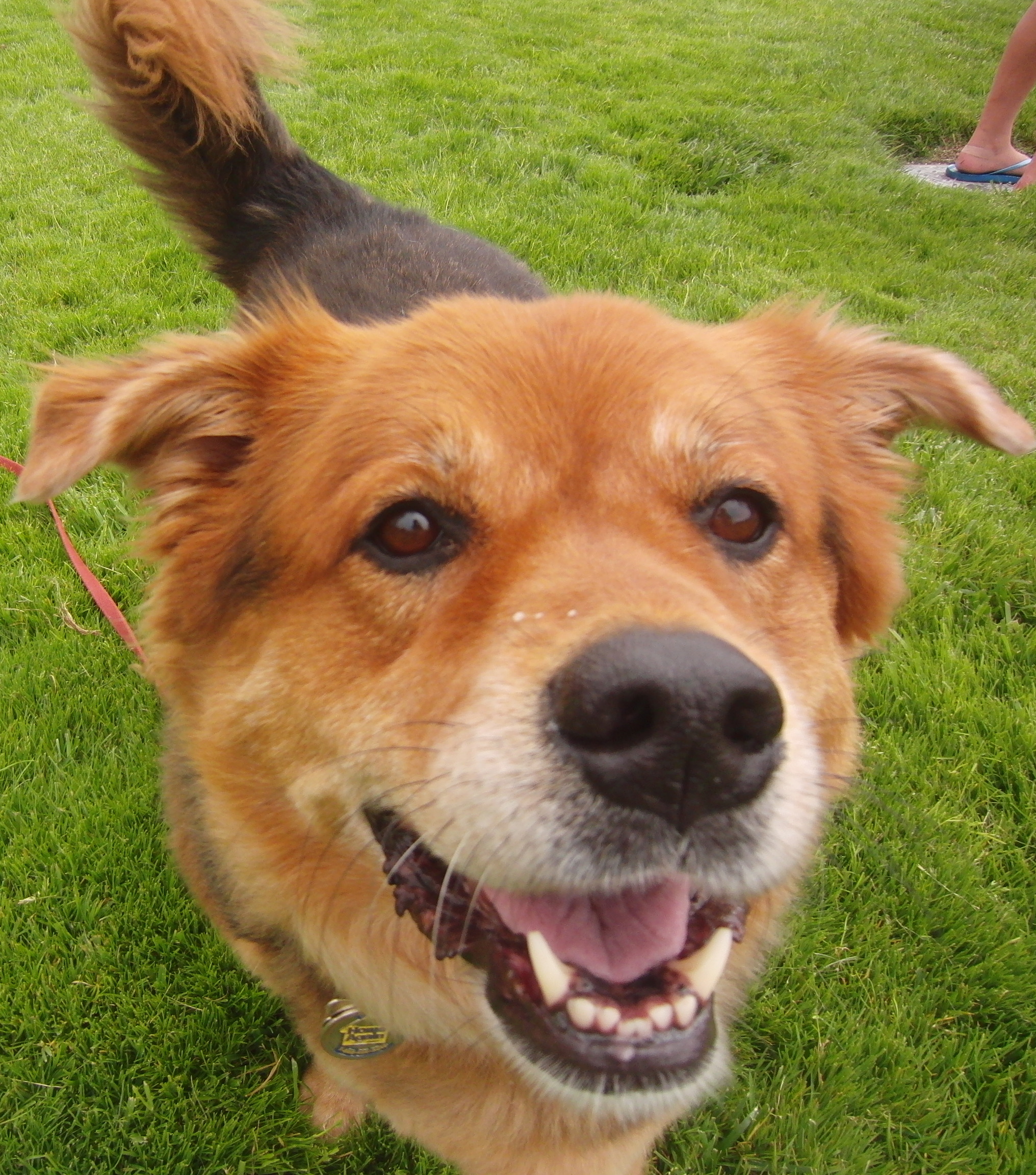 Australian Shepherd Mixed With Golden Retriever