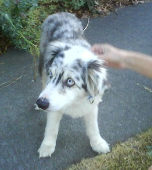 Australian Shepherd Mixed With Pitbull