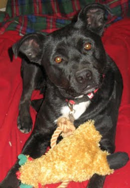 Australian Shepherd Mixed With Pitbull