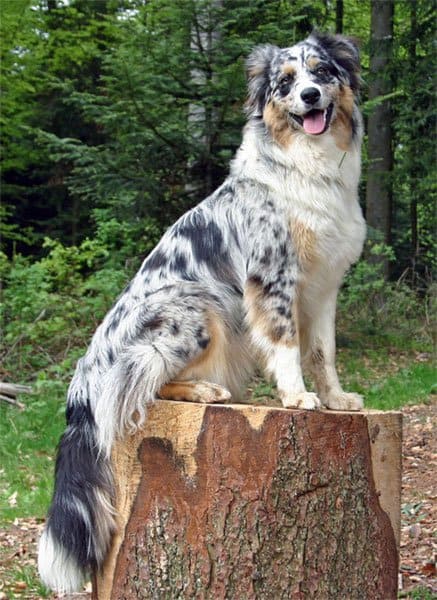 Australian Shepherd Mixed With Pitbull