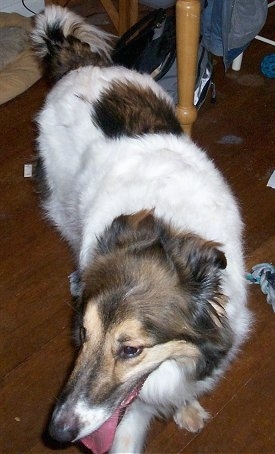 Australian Shepherd Mixed With Pitbull