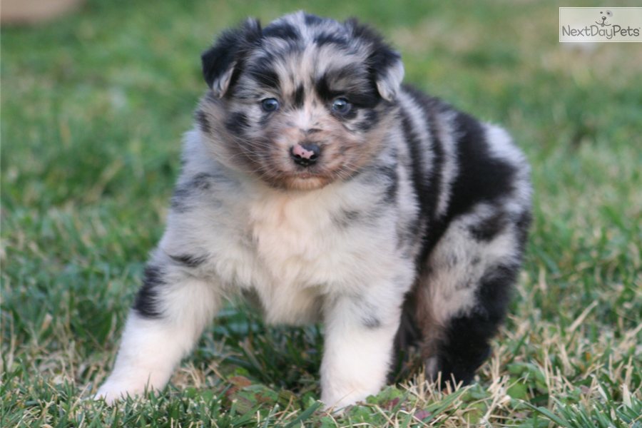 Australian Shepherd Puppies Blue Merle