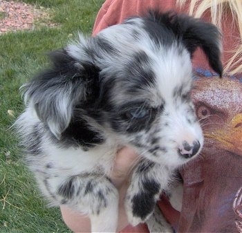 Australian Shepherd Puppies Blue Merle