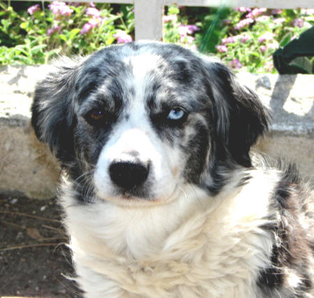 Australian Shepherd Puppies Blue Merle