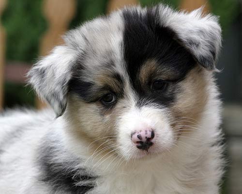 Australian Shepherd Puppies Blue Merle