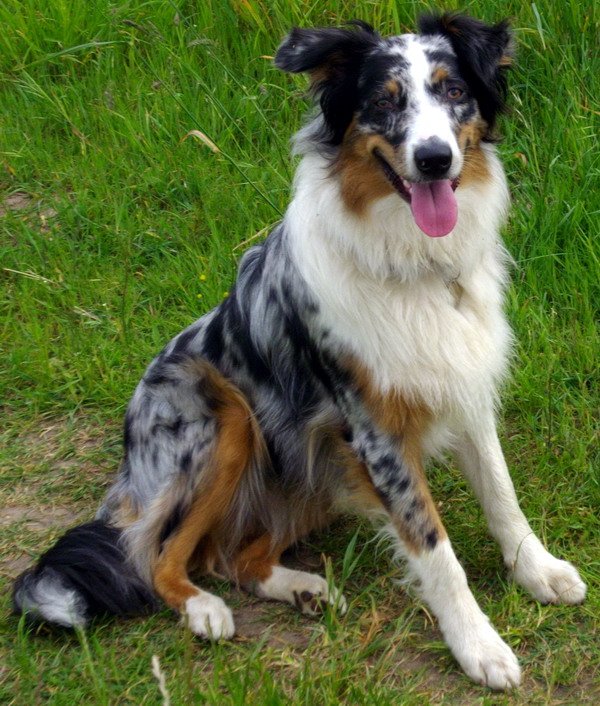 Australian Shepherd Puppies Blue Merle