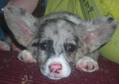 Australian Shepherd Puppies Blue Merle For Sale