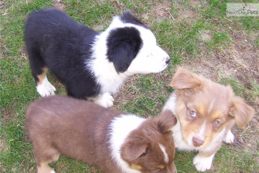 Australian Shepherd Puppies For Sale