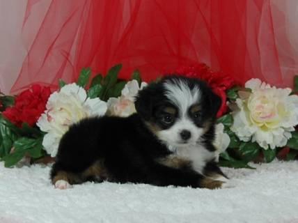 Australian Shepherd Puppies For Sale Florida