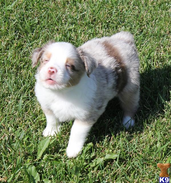 Australian Shepherd Puppies For Sale In Iowa