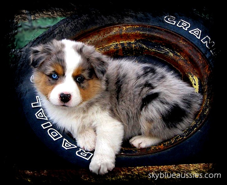 Australian Shepherd Puppies For Sale In Iowa