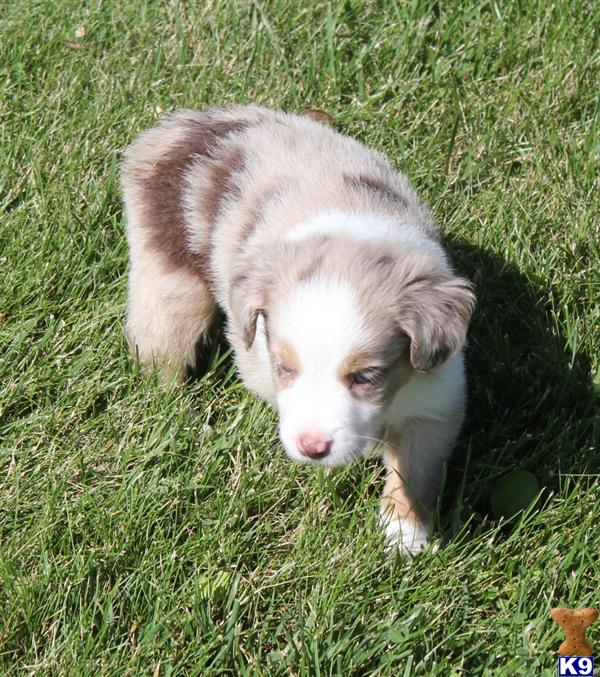 Australian Shepherd Puppies For Sale In Iowa