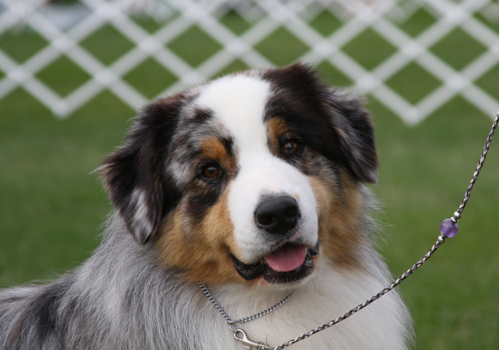 Australian Shepherd Puppies For Sale In Michigan