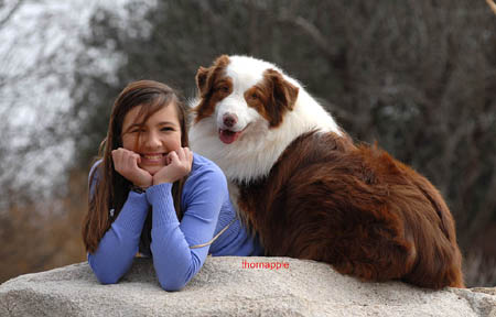 Australian Shepherd Puppies For Sale In Michigan