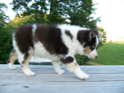 Australian Shepherd Puppies For Sale In Michigan