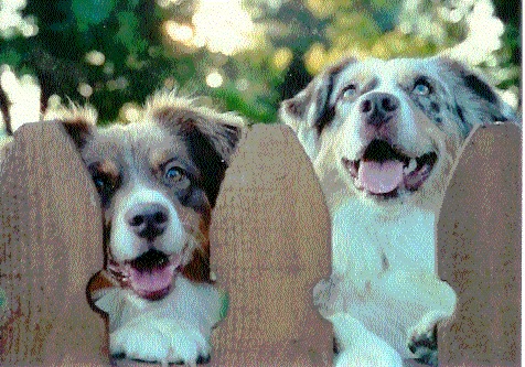 Australian Shepherd Puppies For Sale In Ohio