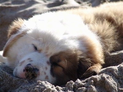 Australian Shepherd Puppies For Sale In Pa