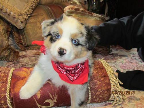 Australian Shepherd Puppies For Sale In Pa