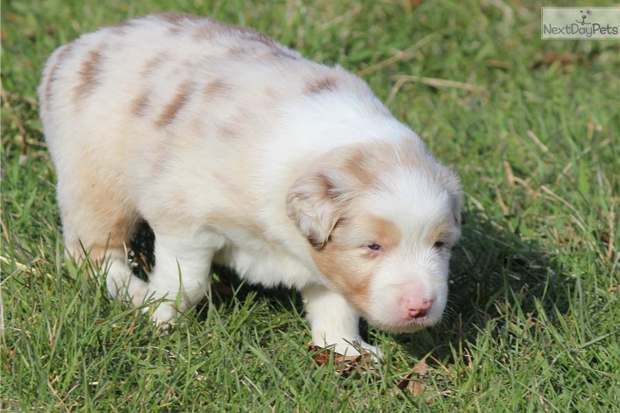 Australian Shepherd Puppies Red Merle