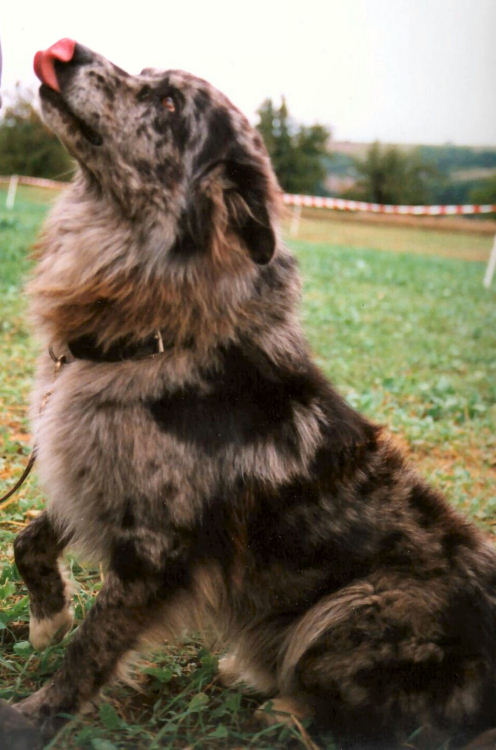 Australian Shepherd Puppies Red Merle