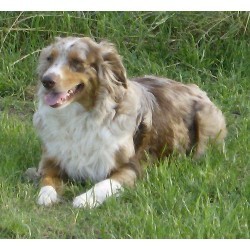 Australian Shepherd Puppies Red Merle