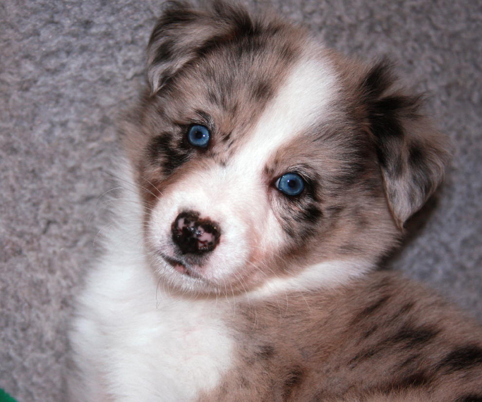 Australian Shepherd Puppies Red Merle