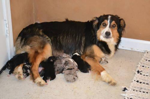 Australian Shepherd Puppies Texas