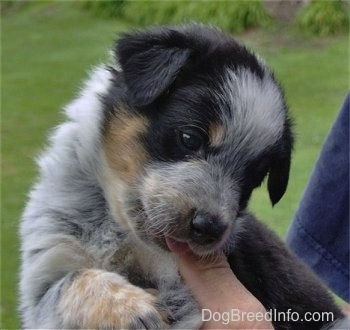 Australian Shepherd Puppies Texas