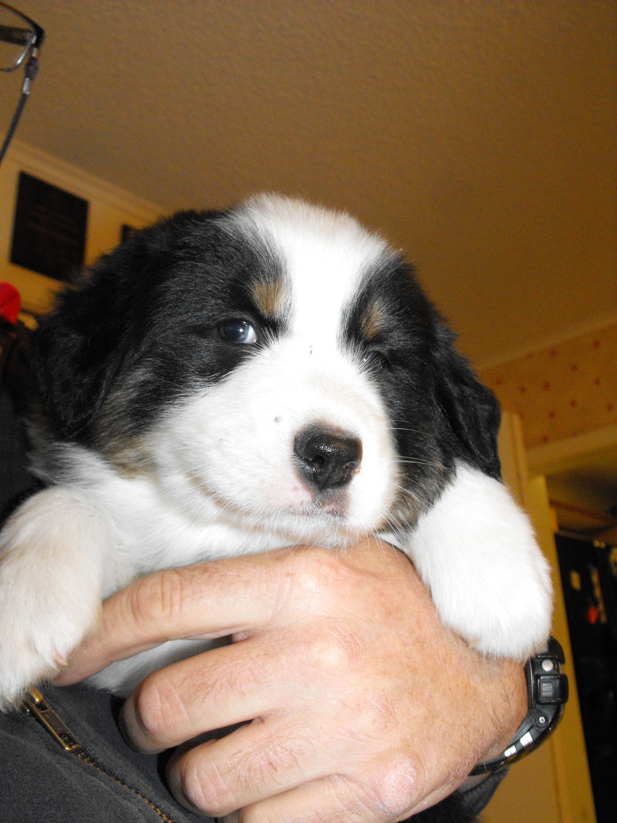 Australian Shepherd Puppies Texas