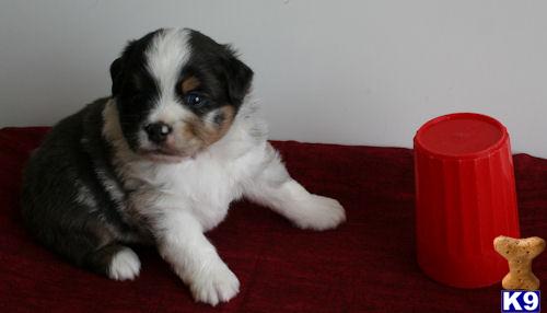 Australian Shepherd Puppies Texas