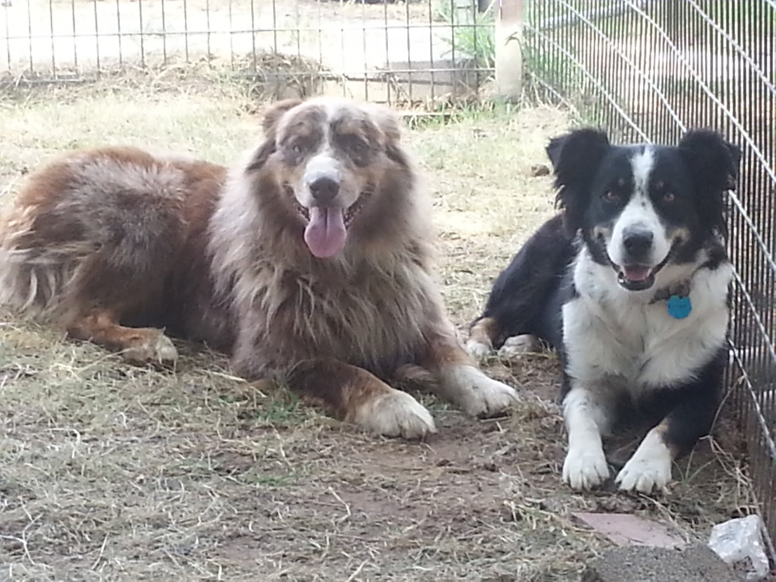 Australian Shepherd Puppies Texas