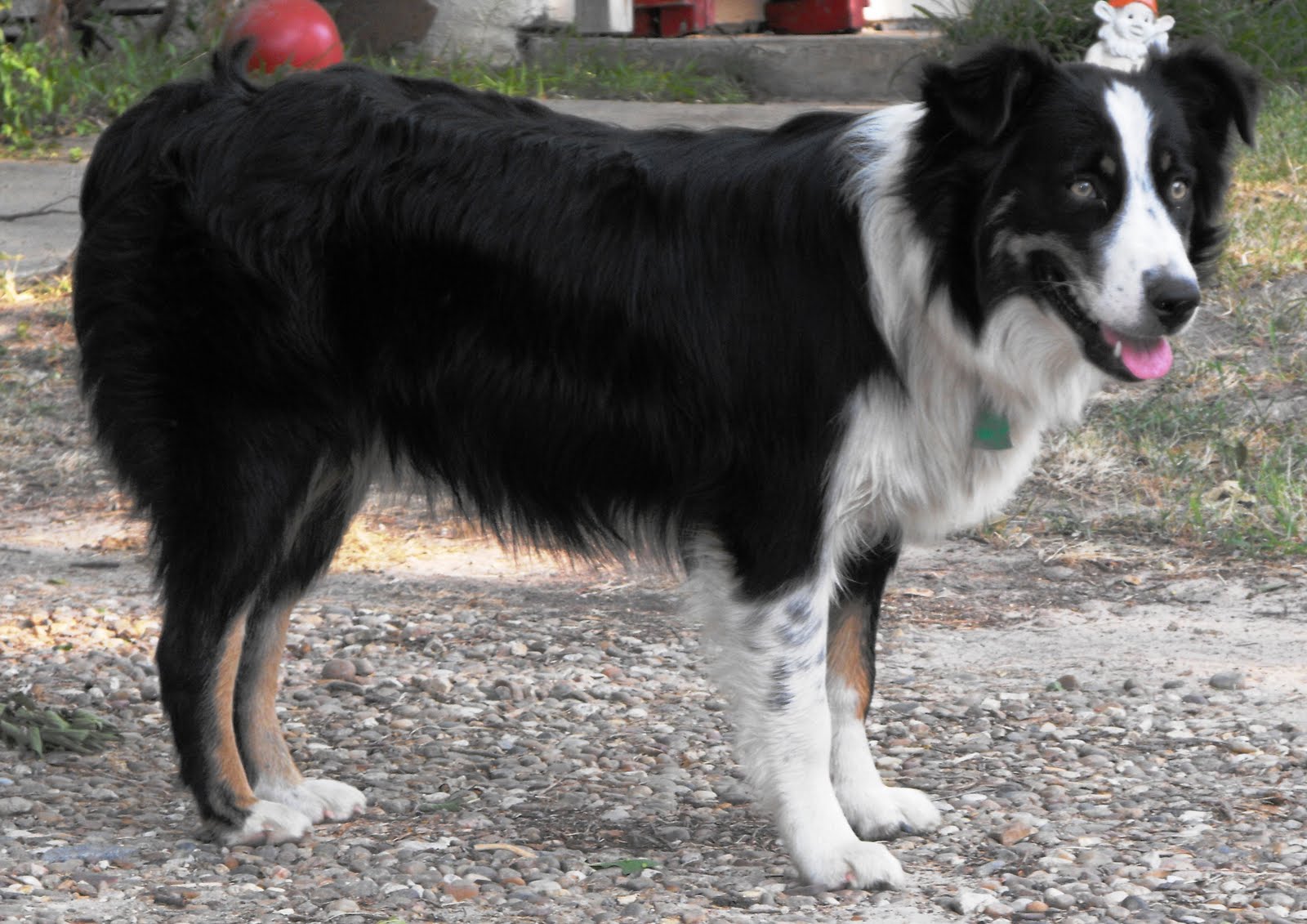 Australian Shepherd Puppies Texas