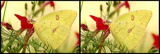 Autostereogram Butterfly