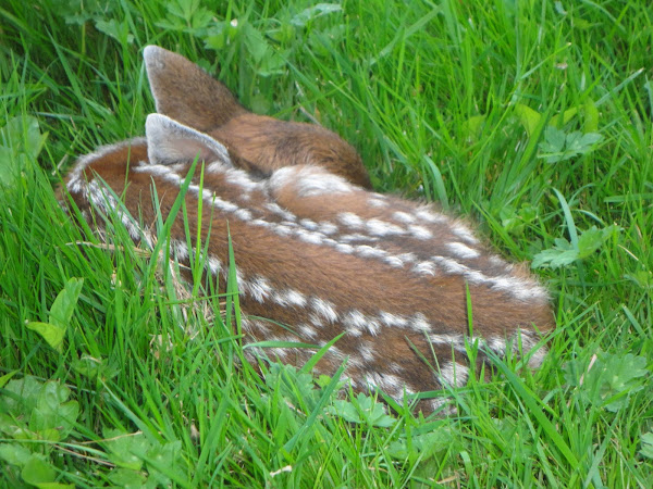 Baby Deer Pictures In The Wild