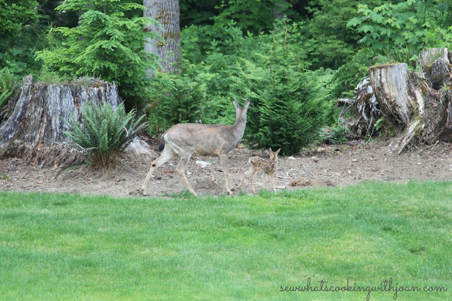 Baby Deer Pictures In The Wild