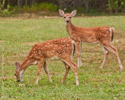 Baby Deer Pictures In The Wild