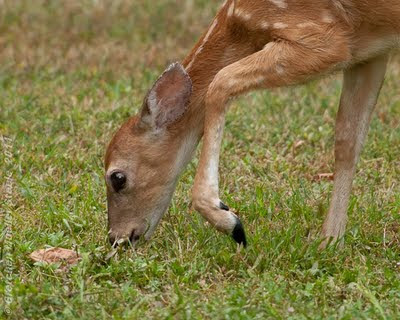 Baby Deer Pictures In The Wild